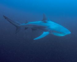 a bull shark patrols- beauty in motion. taken in Umkomaas... by Fiona Ayerst 